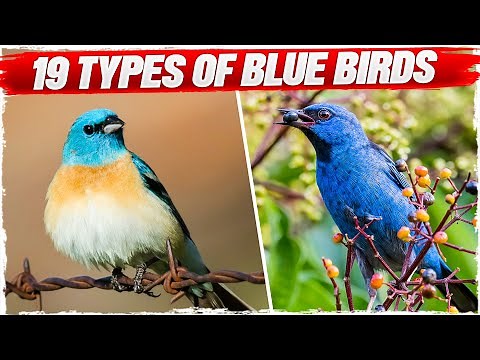 19 Types of Blue Birds (with Pictures)