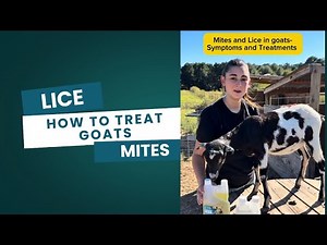Lice and Mites in Goats: Signs, Symptoms and How to Treat