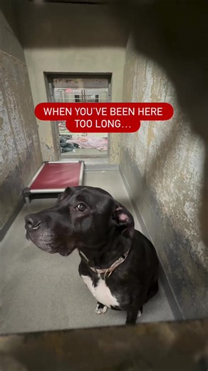 Noelle has been waiting at the shelter for 406 days, slowly fading into the background as life passes her by. She’s gentle, quiet, and still hoping someone will finally see her. Noelle needs a solo-pet home where she can be the only one and truly decompress. Please help make her invisible days end — shares save lives. ❤️‍🩹 Town of Hempstead Animal Shelter – Wantagh, Long Island, New York 📧 adoption@hempsteadny.gov 📞 (516) 785-5220 Shelter Bio: Noelle is a sweet 3 year terrier mix who is ready