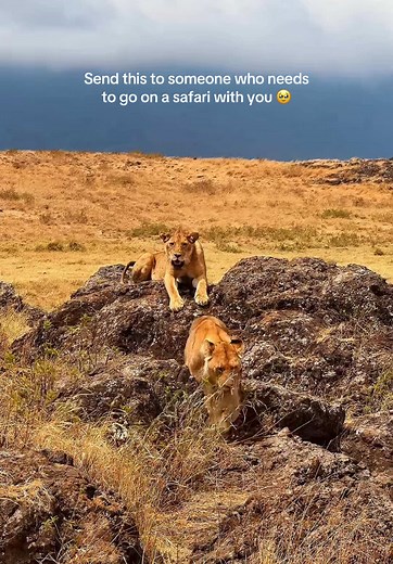 Epic African Safari Adventure Awaits You