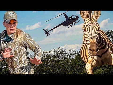 Capturing WILD ZEBRAS with HELICOPTER! {GOOD Animals can do BAD things}