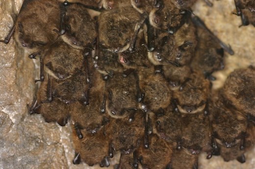 When Do Bats Hibernate in Michigan? | Precision Wildlife Removal