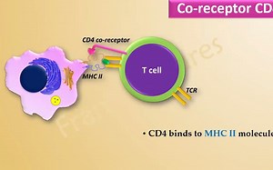 免疫学---共同受体 CD4与CD8 Co-receptors CD4 and CD8