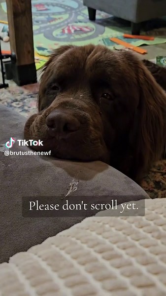 Meet Brutus: The Gentle Giant Newfoundland Dog