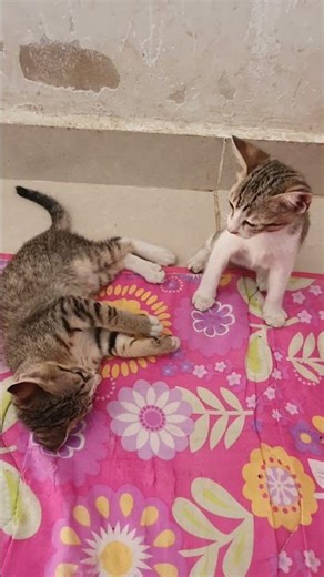 Sweet & Funny Animals Playing Together 🥹