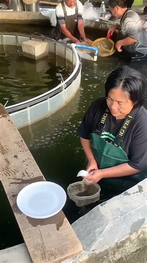 Green Water, Bubbling Ponds : Inside a High-Tech Fish Nursery