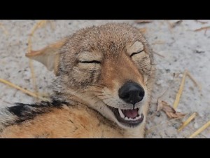 Happy Jackal noises