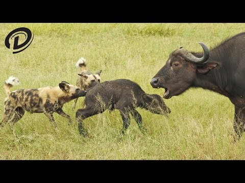 Wild Dogs Attack Baby Buffalo And Animals Giving Birth | Animal Fight For Survival