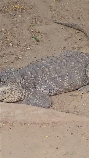 Adorable Little Gator