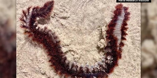 ‘Worst nightmares’: Researchers say fireworms causing hours of pain if touched are washing up on some beaches