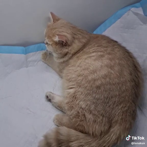 Bkh Kitten mit Stammbaum Dortmund #katzenbabys #catbabys #katzengeburt #родыукошки #беременнаякошка @LanaCats
