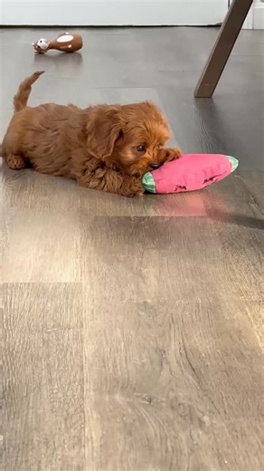 Puppy play is the best play 🐾 Soft toys, tiny wiggles, and the sweetest little moments that make every day brighter. Watching our puppies enjoy gentle playtime is truly one of our favorite parts of the day 🤍 fo below for details. 📞 508-492-2212 🌐 https://minigoldendoodlesofcapecodllc.com 📍 2 Williams Ave, Pocasset, MA 🕘 Mon-Fri 9-5, Sat-Sun 10-6 Life is just better with a “Mini Goldendoodles of Cape Cod” Doodle by your side!🐾💫 Check out our current cuties here: https://minigoldendoodleso