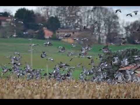 compilation chasse aux pigeons ramiers saison 2020_2021