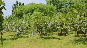 Guava Psidium guajava Orchard Ready for Harvest with Guavas Covered in White Plastic to Prevent Bat and Pest Attacks, Panning Shot Showcasing Tropical Guava Fruit Protection.