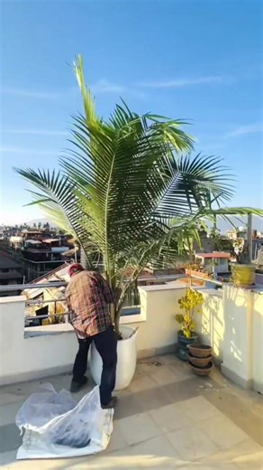 Explore Om Shiva Shakti Ceramics for Plant Setup