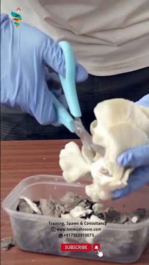 Directly Making grain Spawn from Mushroom Stem Buds #mushroomspawn #mushroomcultivation