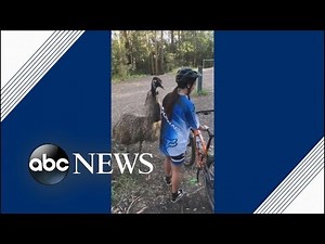 This emu really wants to be friends