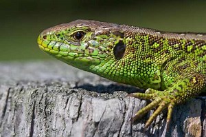 Sand lizard guide: how to identify, where they're found and the threats they face - Discover Wildlife