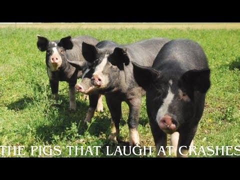 America’s Secret Weapon: The 5 Pig Breeds That Laugh at Economic Downturns