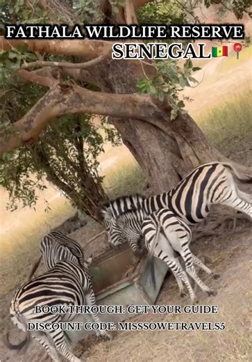 Discover Fathala Wildlife Reserve in Senegal Today