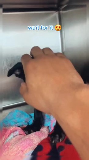 Cute Dogs on TikTok