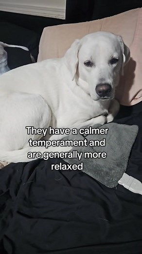 What kind of Lab do you have?! | Roman the English Lab