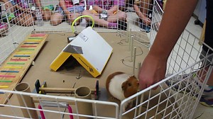 This video will make you squeal! Watch our guinea pig Gemma do an obstacle course. (Video courtesy of Education at Helen Woodward Animal Center) | Helen Woodward Animal Center