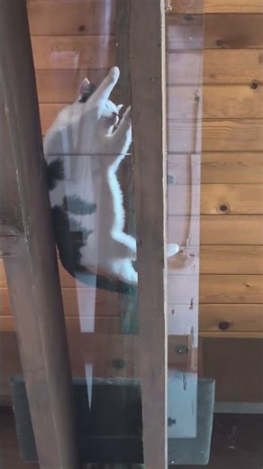 Elvis loves to hang out up there and watch us down 😻 #cat#catshorts#gatos#고양이#ねこ#猫#cute#trend#viral