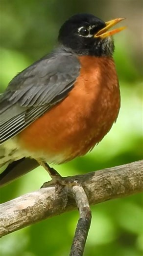 American Robin Calls #americanrobin