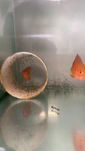 Red Jewel Cichlids: Tips for Care and Breeding