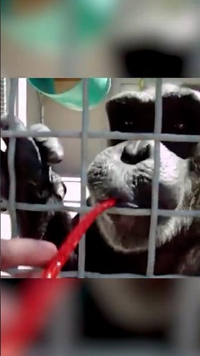 Monkey Says Mama with Deepest Voice!