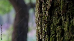 Close-up of tree trunk textures with green moss as the forest is seen in the background in Hong Kong.