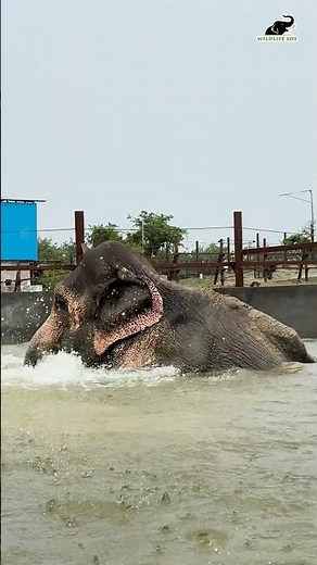After Years of Hardship, Lakshmi Experiences a Pool for the First Time!