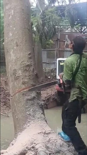 high Risk the dangers of cutting down trees #shortvideo #treecutting #chainsaw