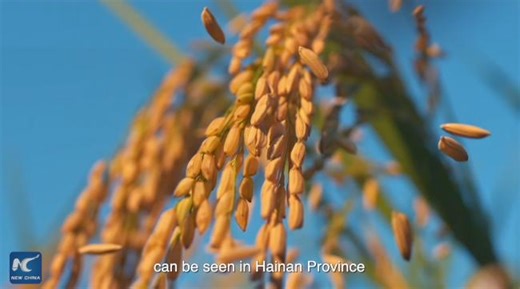 397K views · 436 reactions | In 2024, China's grain output surpassed 700 million tonnes for the first time -- a milestone built, in no small part, on the quiet strength of the seeds. Follow Xinhua to Hainan, south China, where a major innovation hub is shaping the future of China's seed industry. | China Xinhua Sci-Tech | Facebook