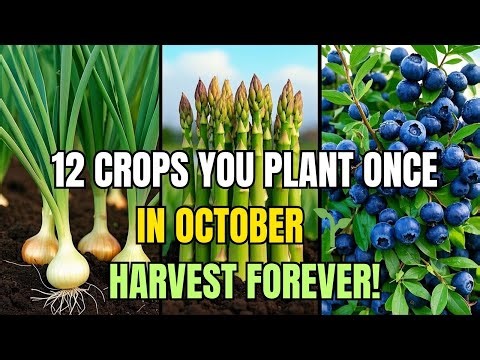 🌱 Plant These 12 Perennial Crops Once in October… and Harvest Forever! 🌱