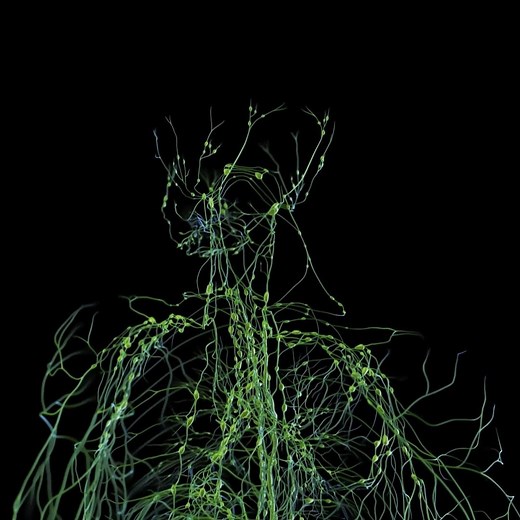 SciePro on Instagram: "Delve into the incredible complexity of the human lymphatic system with our groundbreaking 3D model. The lymphatic system is a crucial part of our immune system, working tirelessly to defend against infections and maintain fluid balance in the body. Our meticulously crafted 3D model brings this intricate network of lymphatic vessels, lymph nodes, and organs to life, providing a deeper understanding of its vital role in our overall health. Explore the lymphatic system like