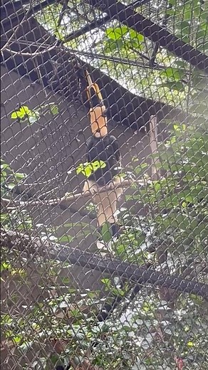 The Great Indian Hornbill (Buceros bicornis) 🪽 #birds #wildlife #forest #love