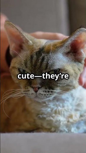 Meet the Beautiful! Cornish Rex Cat!