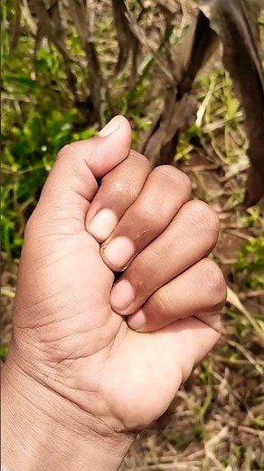 Beautiful and cute butterflies 🦋