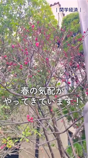 【公式】関西学院大学経済学部 on Instagram: "【春に先駆けて】 関学経済学部より まだ冬の色が濃い西宮上ケ原キャンパスで、 小さな梅の木が春の準備を始めました。 寒さに負けず膨らむつぼみが、 季節の変わり目をそっと知らせてくれます。 試験や受験でがんばる皆さんへ、 この小さな春のしるしが、少しでも励ましになりますように。 梅が満開を迎えたら、また投稿します。 フォローして見届けていただけると嬉しいです🌸 #関西学院大学 #kg #経済学部 #受験生応援 #キャンパスの光景"