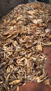 7.8K views · 73 reactions | Traveling across Volta, I thought I’d seen it all, but Seva community had a surprise for me殺,dried crabs that make dishes taste incredible! 呂 . Have you tried them? What’s your local name for them? Share your stories of this surprising culinary find 殺殺. #visitvolta #islandlife #crabseafood #travelvlogger #ExploreMore | Derrick Sledge Bansah | Facebook