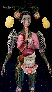 Inside the Human Body | Full Anatomy 3D Animation ♀️ . . . Discover the fascinating details of the human body anatomy in this high-quality 3D medical animation. This video provides a step-by-step visualization of: The skeletal and muscular systems The circulatory and lymphatic networks The lungs and respiratory pathways The digestive system from stomach to intestines Endocrine glands and reproductive organs Perfect for medical students, doctors, and anyone interested in human biology. Stay tuned