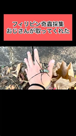 現地おじさんがオオジョロウグモを取ってくれた動画 #昆虫 #昆虫採集 #奇蟲 #タランチュラ #クモ #海外旅行 #外国 #海外 #スラム街