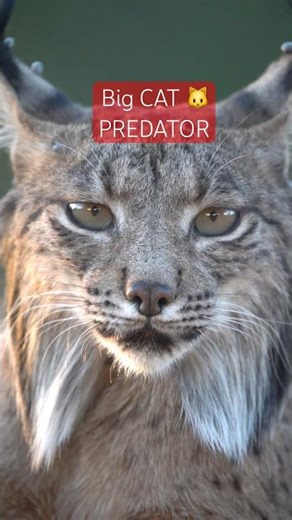 Ghost Of The Forest 🌳 LYNX #nature #lynx #catfamily #wildlife #bigcat