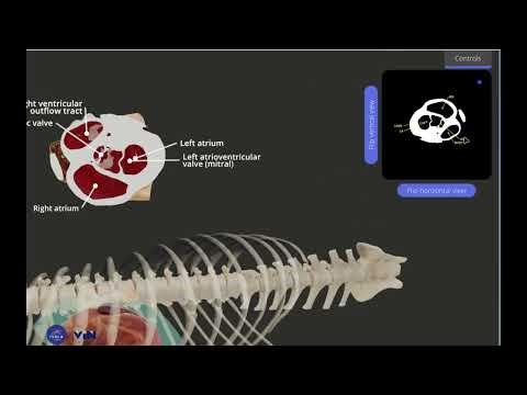 Live Labelling System - 3D Veterinary Anatomy