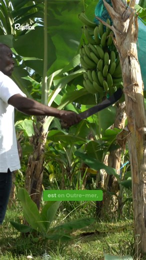 Pourquoi votre bananier ne fait pas de bananes... | Rustica
