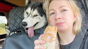 Key being the back seat driver continues! | Keyush the Stunt Dog