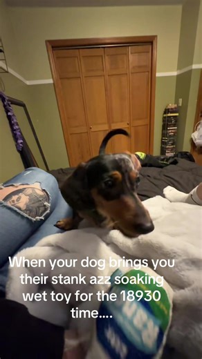 Hilarious Dog Moments: The Smelly Toy Dilemma