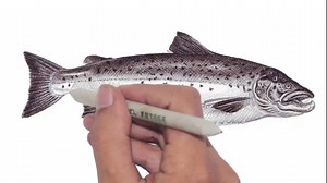 12K views · 298 reactions | How to draw a Salmon fish side view Step by step ... | Veri Apriyatno Artist | Facebook